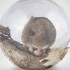 Nostradormouse 