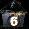 Letterbox Frog