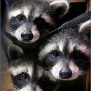 Band of Raccoons