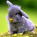 Kind Hare
