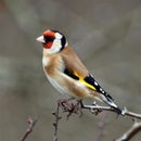 Goldfinch Nitpicker