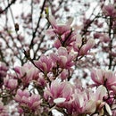 Magnolia