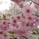 Sakura Hana