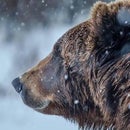 Медведь Медведич