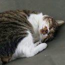 やっくる On Foursquare