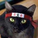 Ninja Cat