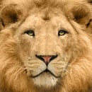 Basil Lion