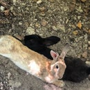 うまたん とーる On Foursquare