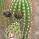 Cactus Face