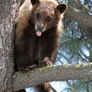 Tahoe Gatekeeper