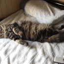 Yasu On Foursquare