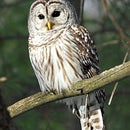 Owl Ivanova