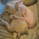 piggy &lt;3 Love