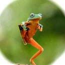 D Frog