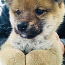 Shiba_SFC修行2018