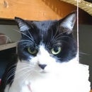 うぷんちゅ か弱い女の子 On Foursquare