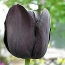 Zwart Tulp