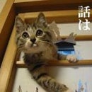 美猫ちゃん Sakurai