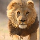 Gaby Lion