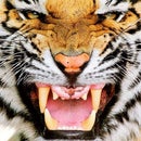 Clemson Tigers