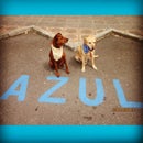 AZUL &amp; CHOKOLATTE DOG&#39;S