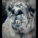 Grumpy Llama Llama