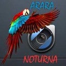 Arara Noturna