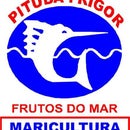 PITUBA FRIGOR
