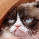 Grumpy Cat