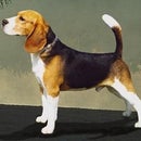 beagle (brooklyn)