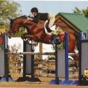 Sherwood Sporthorses (Hunter Jumper) Jo Schroeder