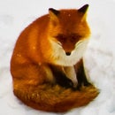 Slutty Fox