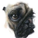 Pug Canonshot