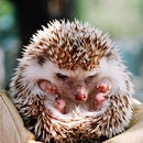 Hedgehog 