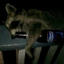 Budlight Racoon
