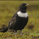 Yorkshire Dales Bird Guides
