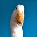 Aflac Duck