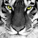 Tiger Sofia