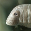 The Manatee