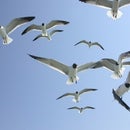 Wrigley Field Seagulls