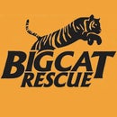 BigCat Rescue