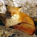Sleepy Fox