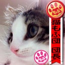 国境無き猫もふ団 団長 ながはま ひろあき