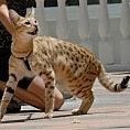 Savannah Cat Shoppe