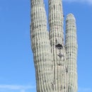 Angry Saguaro