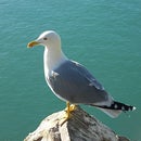 Quacking Seagull