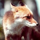 ＦＯＸ