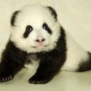 Hugd Panda