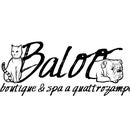 Baloo boutique &amp; spa a quattrozampe