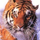 Raúl Tiger